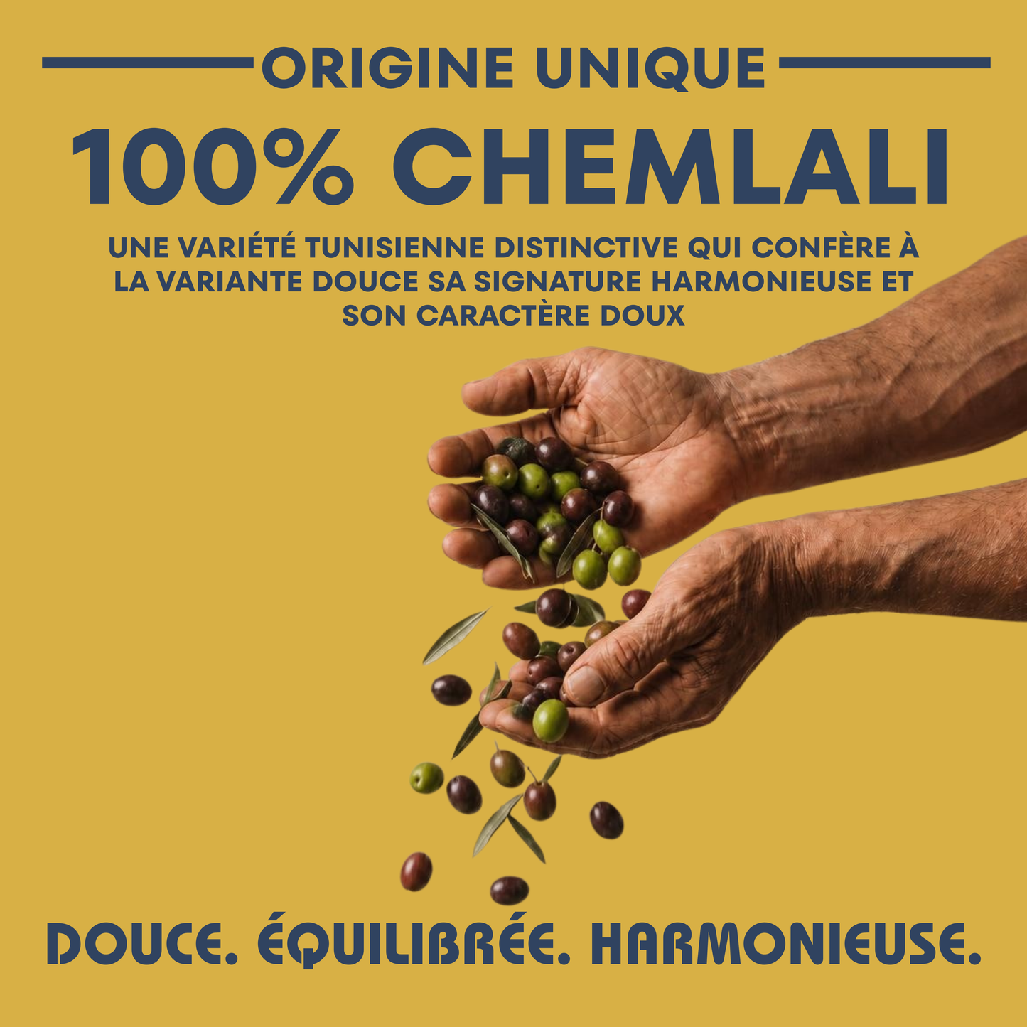 Soleil d’Acholla – Smooth Extra Virgin Olive Oil - Award-Winning
