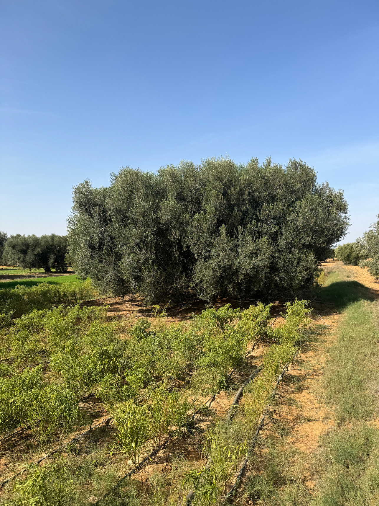 Chemlali Hazeg Olive Tree. Monocultivar. Single Origin Olive Oil. 
Dear Goodness is a Premium Artisan Mill. Manufacturer, Supplier and Exporter of Premium olive oil. Premium Bulk Olive Oil. Premium Bottled 