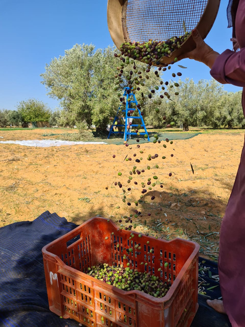 a person holding a basket of olives over a field of green olives. We clean the olives from leaves thanks to the wind power. Everything is handmade, thanks to the family and local community workers. This is how we can get the best quality olive oil