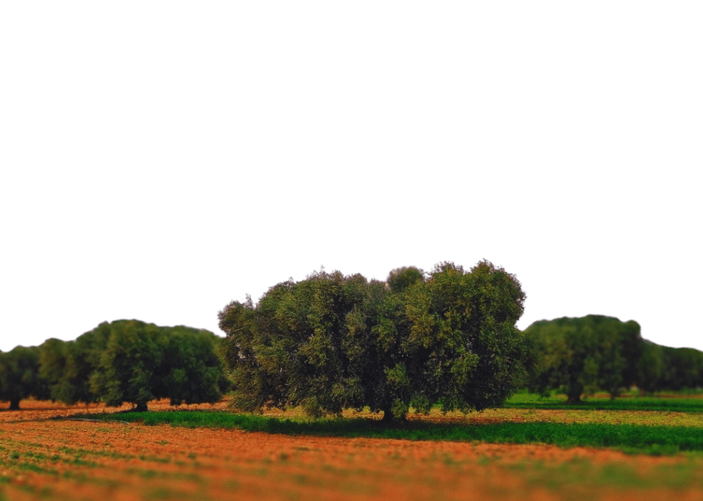 gorgeous olive trees in a field. Centennial olive trees from Chemlali variety. Organic olive farming. Best Olive Oil. Premium Olive Oil.