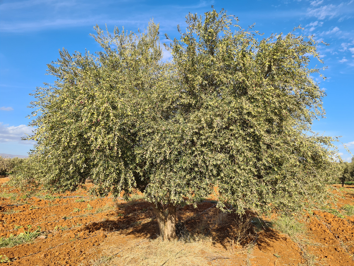 Chemlali North Olive Tree. Monocultivar. Single Origin Olive Oil. 
Dear Goodness is a Premium Artisan Mill. Manufacturer, Supplier and Exporter of Premium olive oil. Premium Bulk Olive Oil. Premium Bottled 
