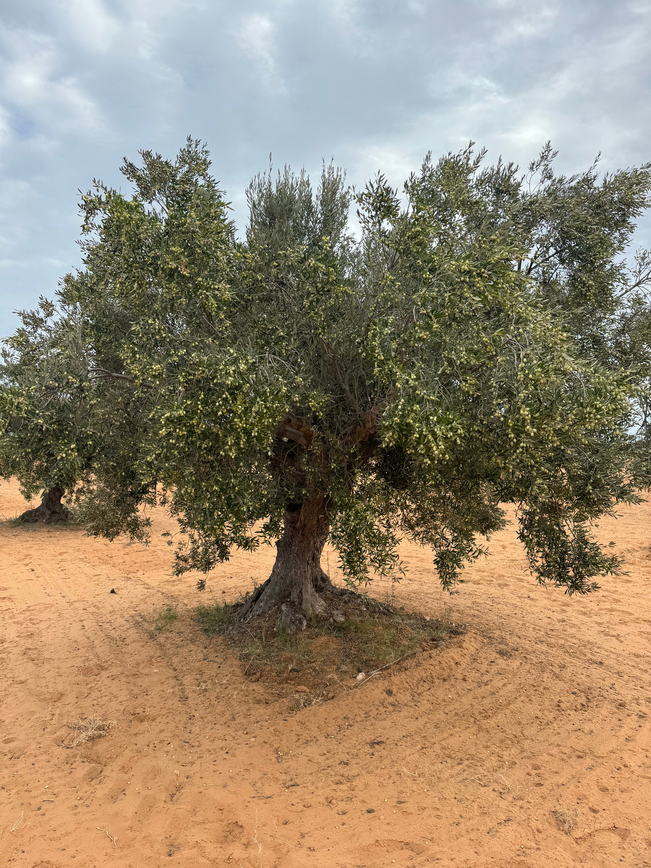Chemlali Olive Tree. Monocultivar. Single Origin Olive Oil. 
Dear Goodness is a Premium Artisan Mill. Manufacturer, Supplier and Exporter of Premium olive oil. Premium Bulk Olive Oil. Premium Bottled 