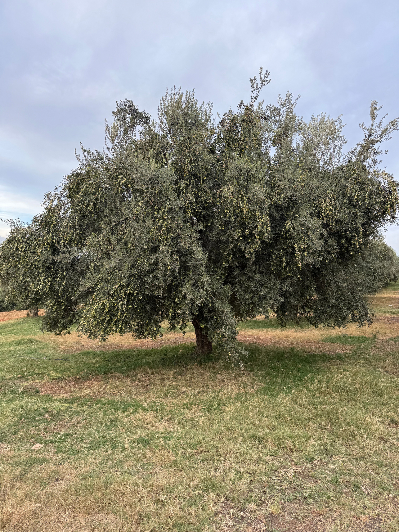 Chetoui Olive Tree. Monocultivar. Single Origin Olive Oil. 
Dear Goodness is a Premium Artisan Mill. Manufacturer, Supplier and Exporter of Premium olive oil. Premium Bulk Olive Oil. Premium Bottled 