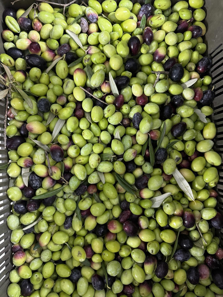 Messi olives harvested by hand in open crates. Monocultivar. Single Origin Olive Oil. 
Dear Goodness is a Premium Artisan Mill. Manufacturer, Supplier and Exporter of Premium olive oil. Premium Bulk Olive Oil. Premium Bottled 