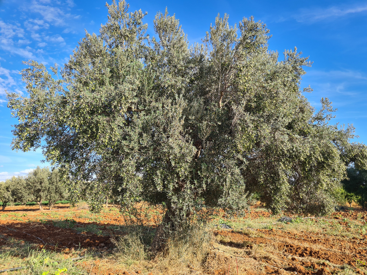 Meski Olive Tree. Monocultivar. Single Origin Olive Oil. 
Dear Goodness is a Premium Artisan Mill. Manufacturer, Supplier and Exporter of Premium olive oil. Premium Bulk Olive Oil. Premium Bottled 
